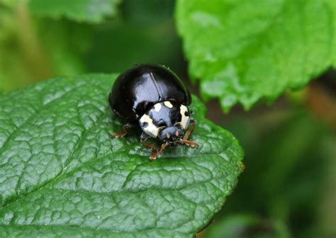 Interesting fact about ladybugs | Just Fun Facts