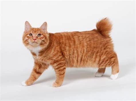 American Bobtail Cat: Characteristics, Temperament & Cat Care