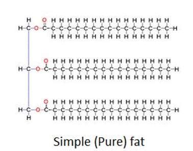 Lipids - BIOLOGY4ISC