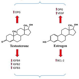 A schema showing the effects of estrogen and testosterone on... | Download Scientific Diagram