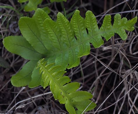 Polypodiaceae