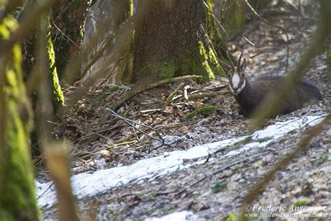 Wildlife In Switzerland – Some Animals | Ansermoz-Photography