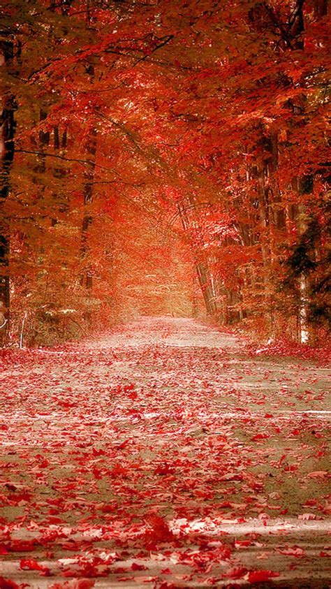 🔥 [70+] Autumn Phone Wallpapers | WallpaperSafari