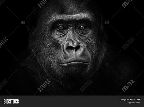 Black - White Portrait Image & Photo (Free Trial) | Bigstock