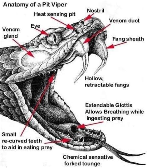 Side View Snake Mouth Open Drawing - Snake Drawing