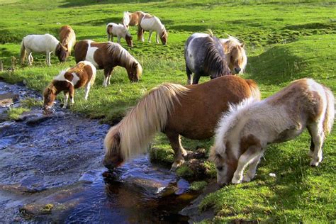 Shetland Pony Breed Information, History, Videos, Baby, Pictures