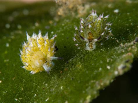 Fun Photos: The Most Adorable Sea Slug That Looks Like a Sheep and ...