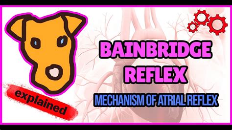 The logic of Bainbridge reflex mechanism - YouTube