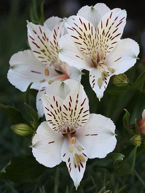 The types of Lily on this board are Peruvian Lilly (small), Asiatic ...