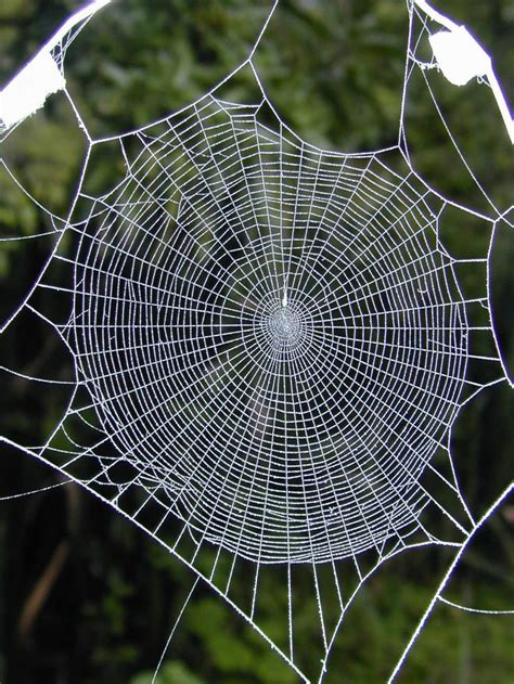 Photo right: A normal web of the orb weaving spider A. bifurca ...