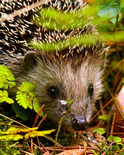 The Western European Hedgehog Is Losing Habitat To Housing Development, And May Go Extinct ...