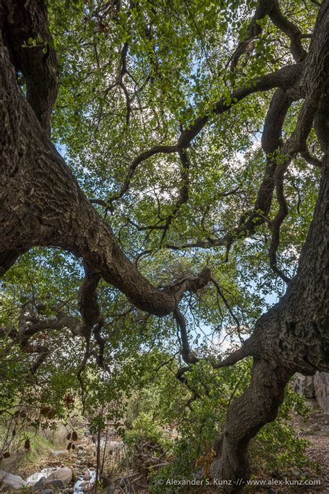 Mission Trails: Oak Canyon – Alexander S. Kunz Photography