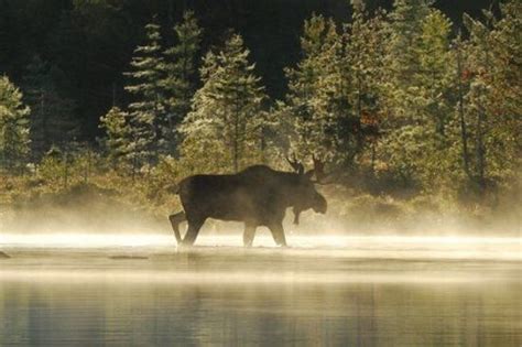 moose in northeast - Google Search | Moosehead lake maine, Wildlife safari, Safari tour