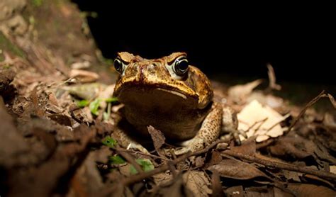 Arthritic cane toads? - Australian Geographic