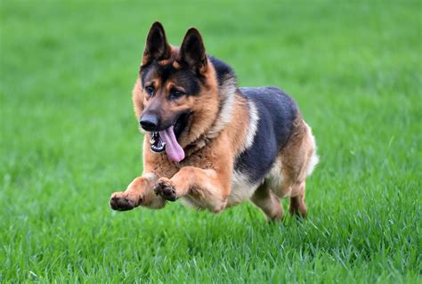 German Shepherd Hip Dysplasia Symptoms, Treatments, and More | BARK Post