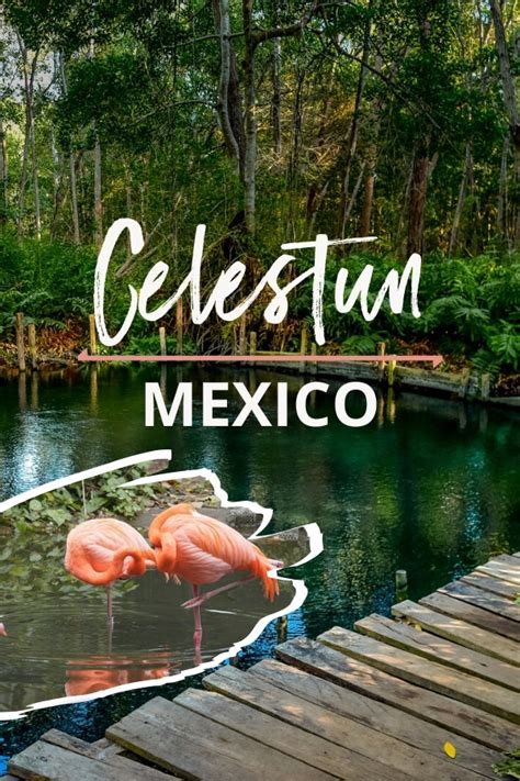 Celestun, Mexico | Ultimate Guide (+Things to Do!) - Travel Lemming