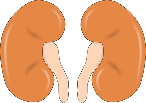 Clipart - kidney-reins