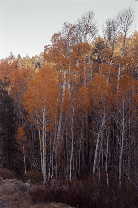 Autumn Trees in the Forest · Free Stock Photo