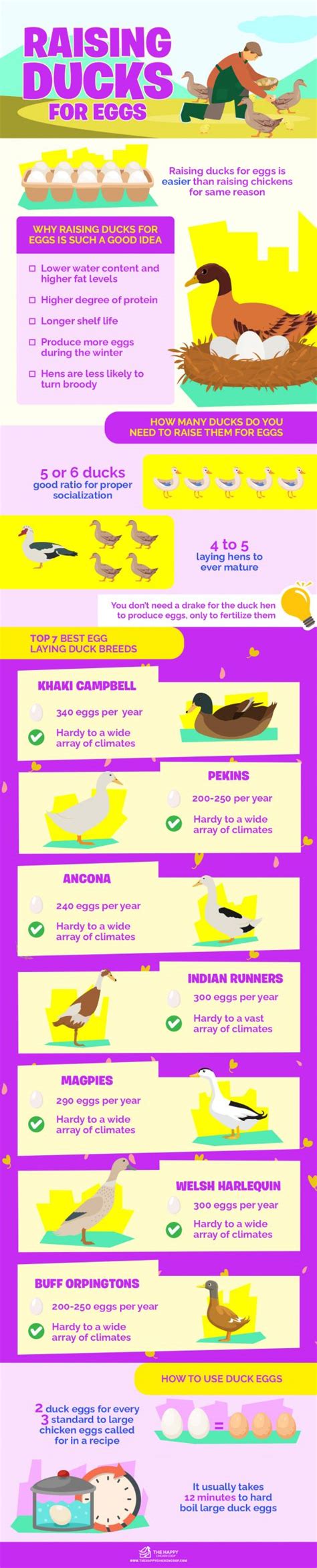 Raising Ducks For Eggs (And 7 Best Laying Duck Breeds)