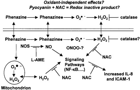 Proposed model of phenazines and antioxidants. | Download Scientific Diagram