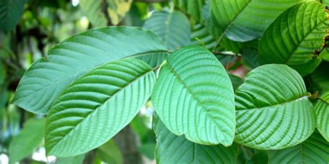 5 Impressive Benefits Of Kratom Leaves