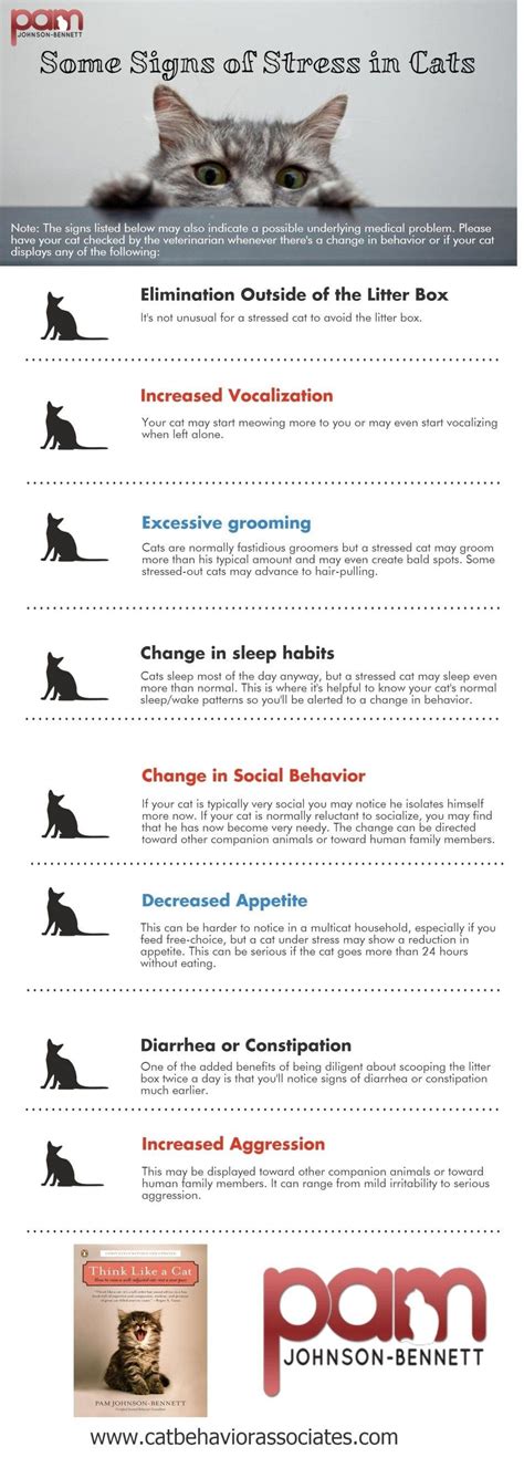 cat behavior / cat stress /signs of stress in cats