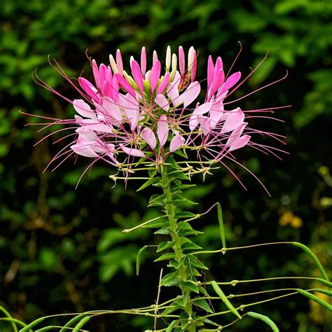 Cleome Seeds - Spider Flower | Sow True Seed