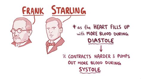 Frank-Starling relationship: Video & Anatomy | Osmosis