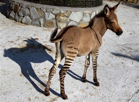 母はシマウマ、父はロバ… クリミアの動物園で「ゾンキー」誕生 写真6枚 国際ニュース：AFPBB News