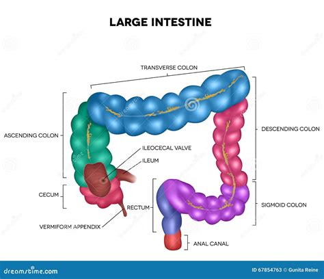 Diagram Of The Colon