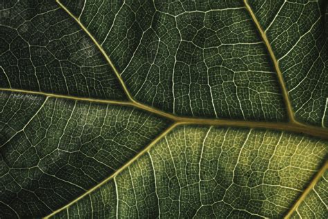 Macro shot of a leaf from my s.o.'s Ficus lyrata. One of my favourite photographs ever. : r/plants