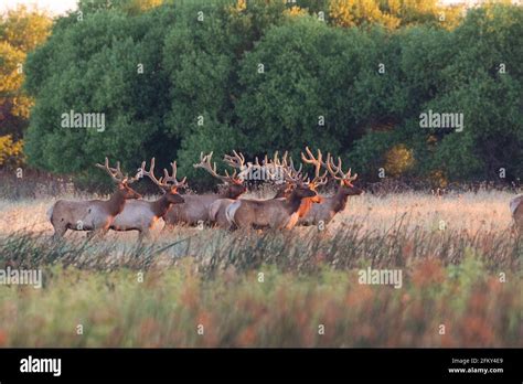 Tule Elk Bull herd with velvet-stage antlers, Cervus canadensis nannodes, San Joaquin Valley ...