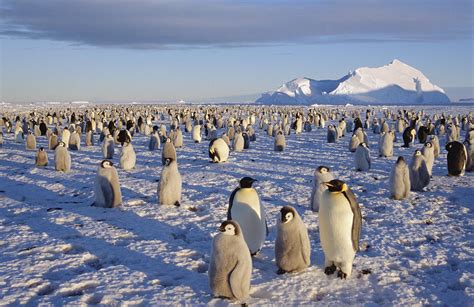 Emperor Penguin Colony Atka Bay Photograph by Tui De Roy