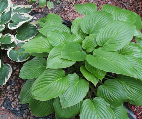 Hosta Takeover: A Plant Disease Management Case Study