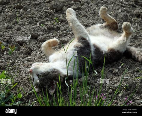 happy cat,cats detail, pet Stock Photo - Alamy