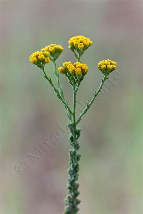 Mirada Silvestre: Tanacetum annuum