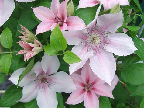 Clematis Meaning: Art and Personal Reflection