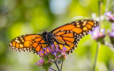 Butterfly Pavilion - Elkton Community Education Center