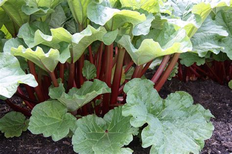 Rhubarb | Description, Plant, Leaves, Uses, & Facts | Britannica