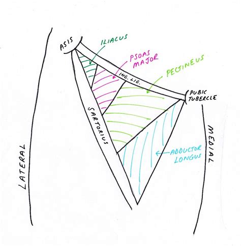 Lower Limb Anatomy: The Femoral Triangle - Ponder Med