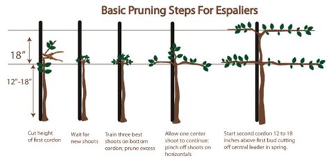 Espalier | Curran Apple Orchard