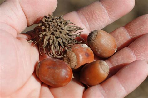 The bristly cap and large, orangish acorns are major clues when it comes to identifying sawtooth ...