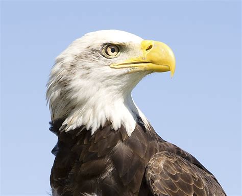 Bald Eagle Facts: Animals of North America - WorldAtlas.com