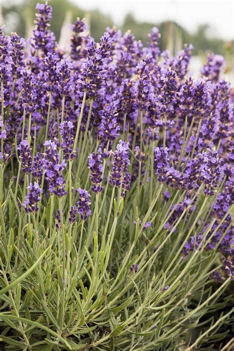 Lavender Varieties To Grow In Your Garden