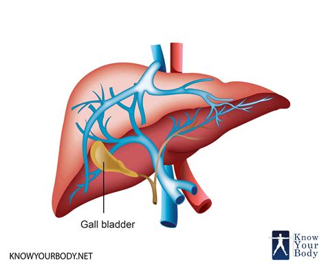 Gallbladder - Location, Function, Anatomy, Pictures and FAQs