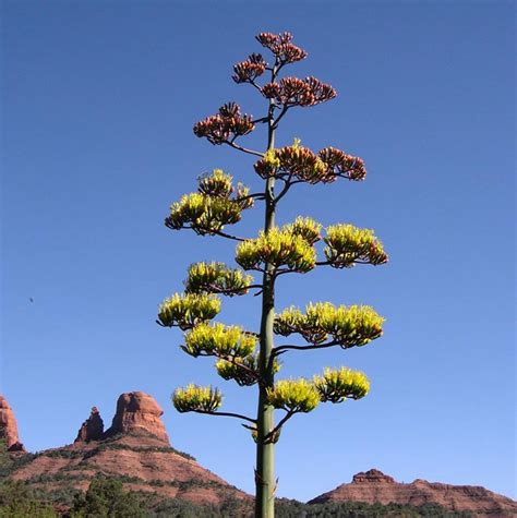 Parry's Agave | Prescott Valley Nursery