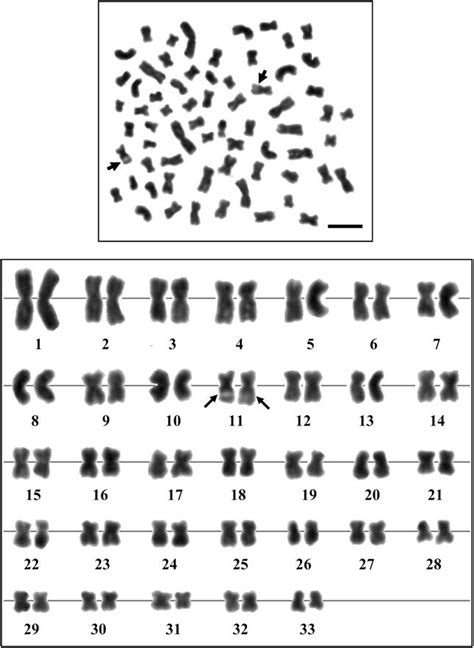 Metaphase chromosome plate and karyotype of Sarika resplendens... | Download Scientific Diagram