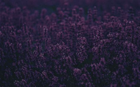 Lavender Wallpaper, HD Flowers 4K Wallpapers, Images and Background ...