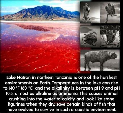 Lake Natron Stone Animals