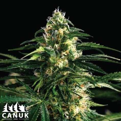 White Widow X Northern Lights Feminized Seeds - ELITE STRAIN